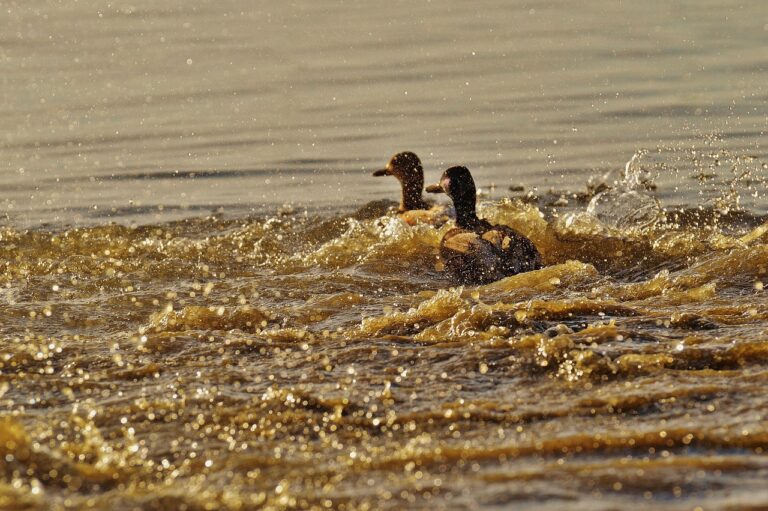 Ducks, escape illustrating certification expiry tracking