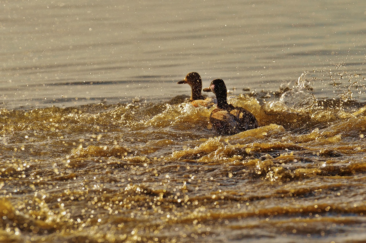 Ducks, escape illustrating certification expiry tracking