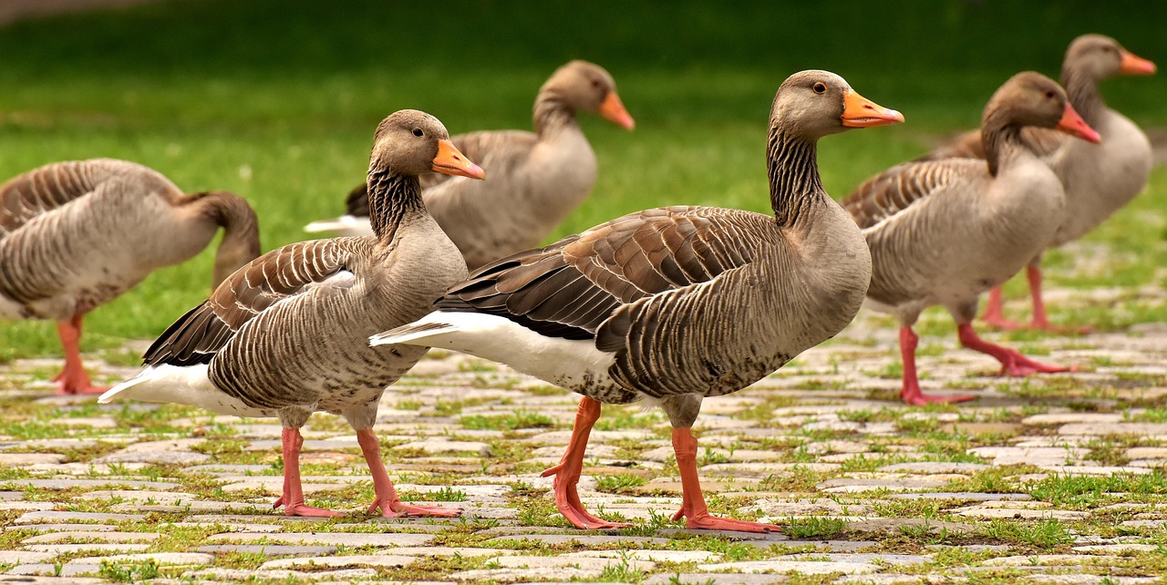 Geese, wild geese illustrating group booking payments